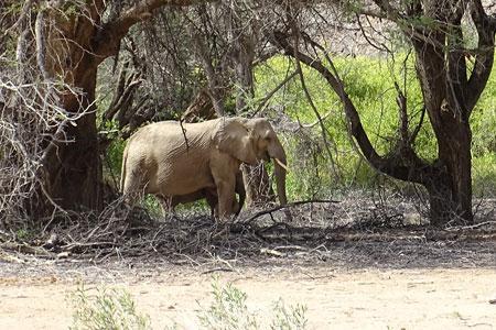 Wüstenelefant im Kaokoveld