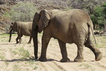 The Desert Elephants of the Kaokoveld