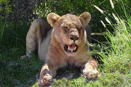 The rare Desert Lions