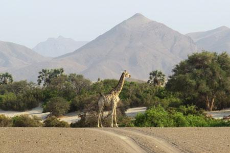 Giraffe in picturesque landscape