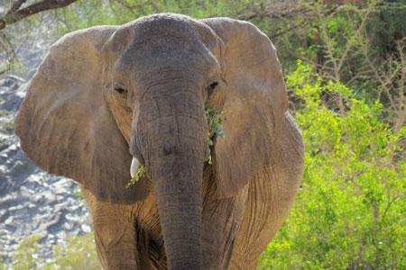 All of a sudden an elephant in front of the camera