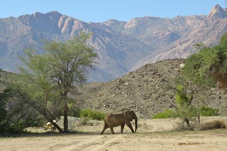 Wüstenelefanten des nordwestlichen Namibia