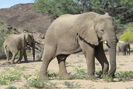 Group of elephants in the Ugab river