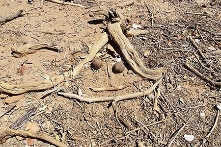 Drift wood Smiley