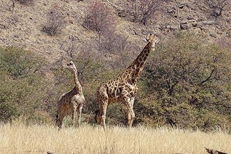 Giraffe with offspring