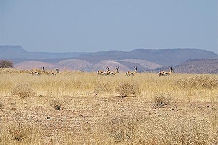 Spring bucks