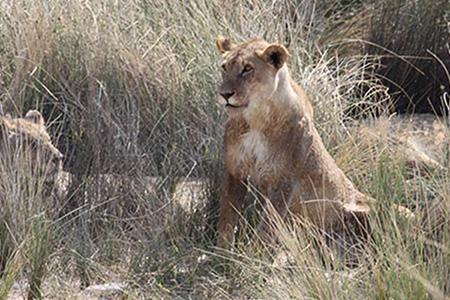 Lions in the river bed