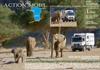 Les éléphants du désert du Kaokoveld Namibien