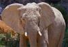 Eye to eye with the desert-dwelling elephants